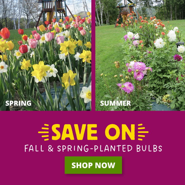 Save 25%