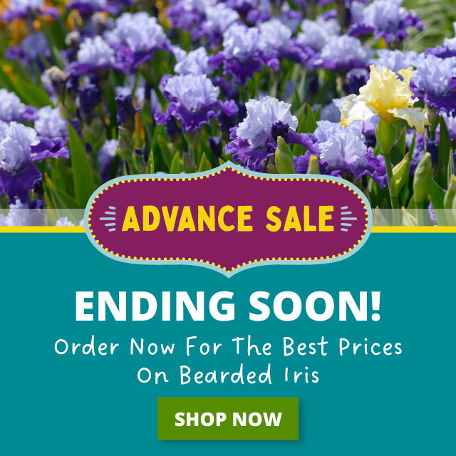 Save 25%
