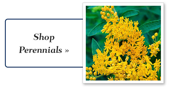 Shop Perennials