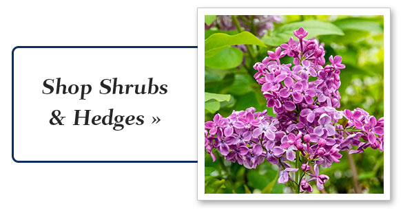 Shop Shrubs & Hedges