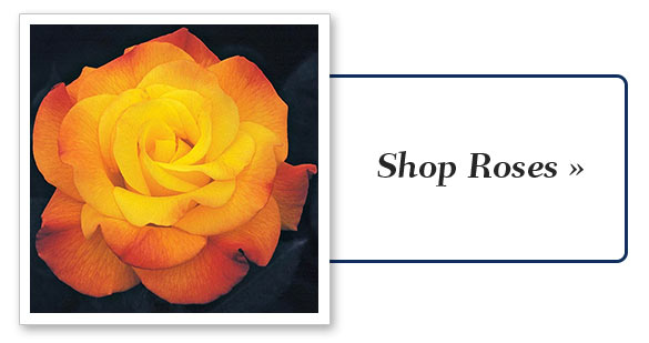 Shop Roses