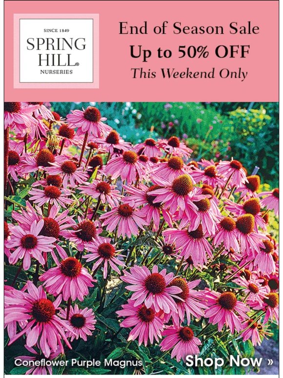 Sale Into Summer with up to HALF OFF!
