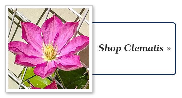  Shop Clematis