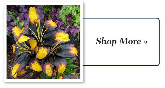 Shop More