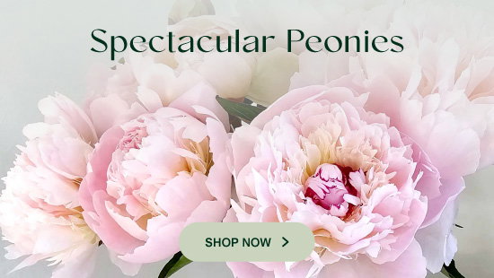 Spectacular-Peonies