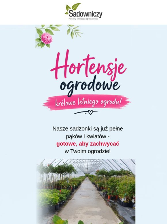 Hortensje ogrodowe - królowe letniego ogrodu! 🌼
