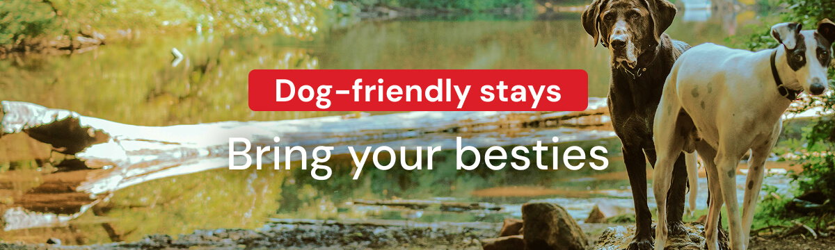 Dog Friendly Stays