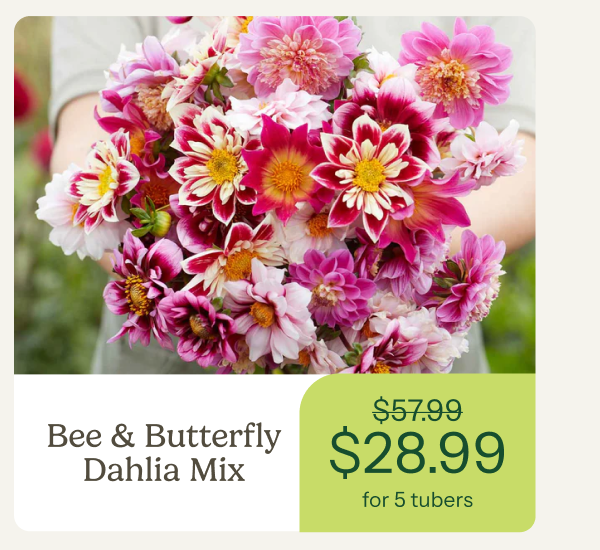 Bee & Butterfly Dahlia Mix