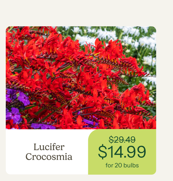 Lucifer Crocosmia