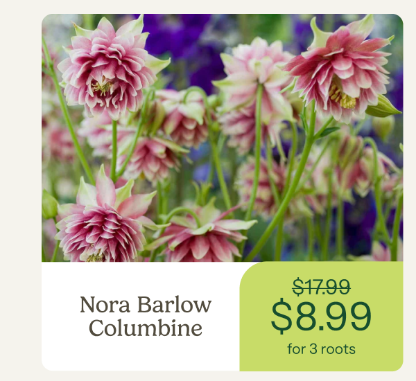 Nora Barlow Columbine