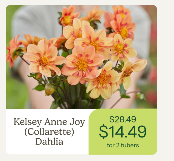 Kelsey Anne Joy (Collarette) Dahlia