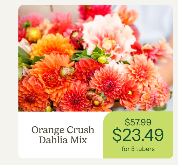 Orange Crush Dahlia Mix