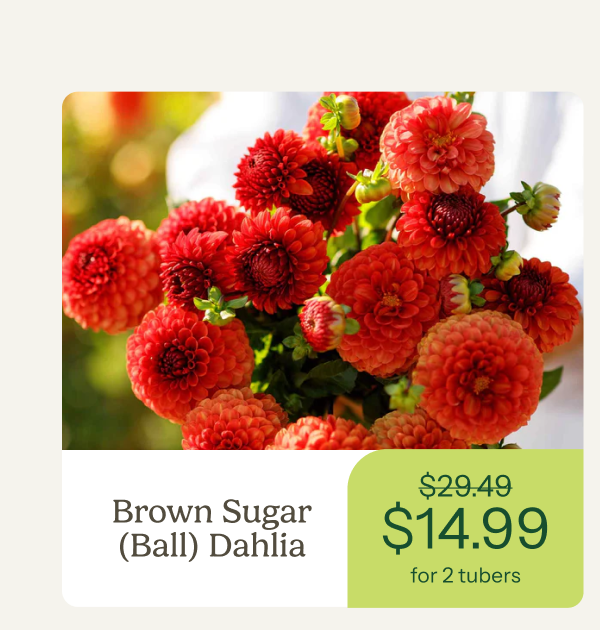 Brown Sugar (Ball) Dahlia