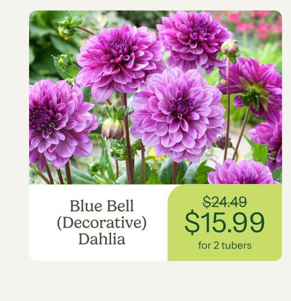 Blue Bell (Decorative) Dahlia