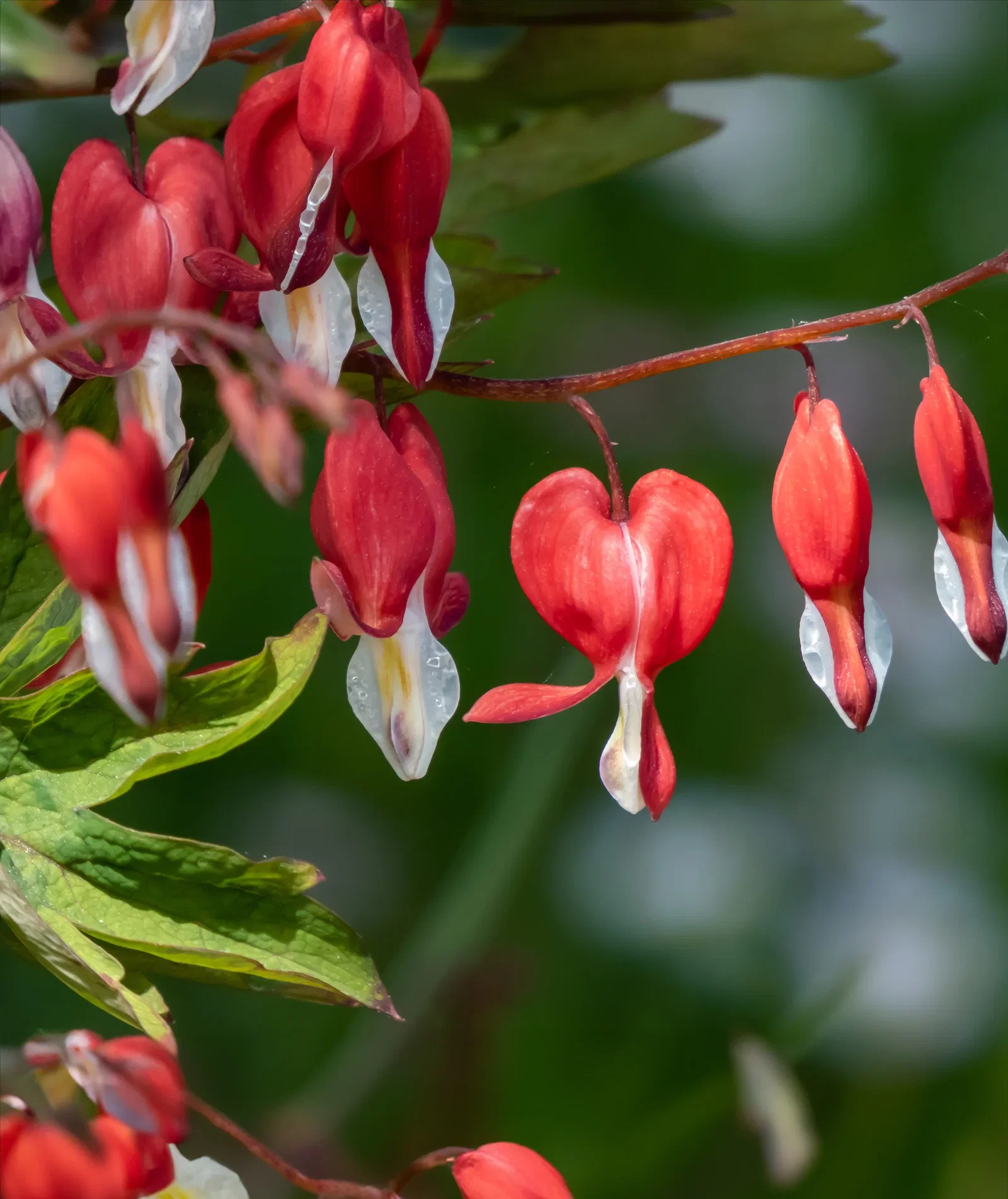 Image of Dicentra Spectabilis - Valentine - 3 root divisions