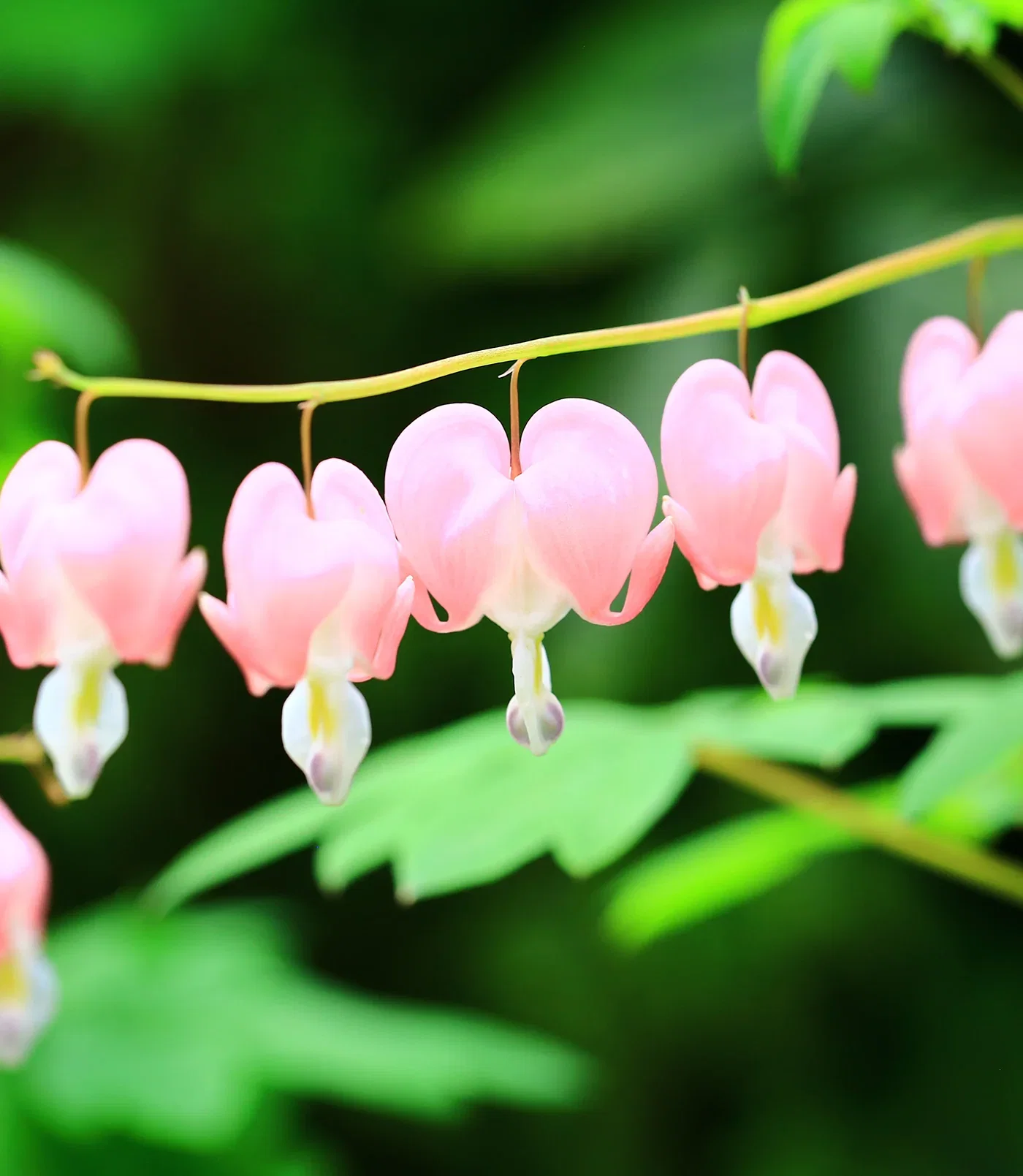 Image of Dicentra Spectabilis - Cupid - 3 root divisions