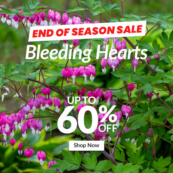 Bleeding Hearts: Up to 60% off