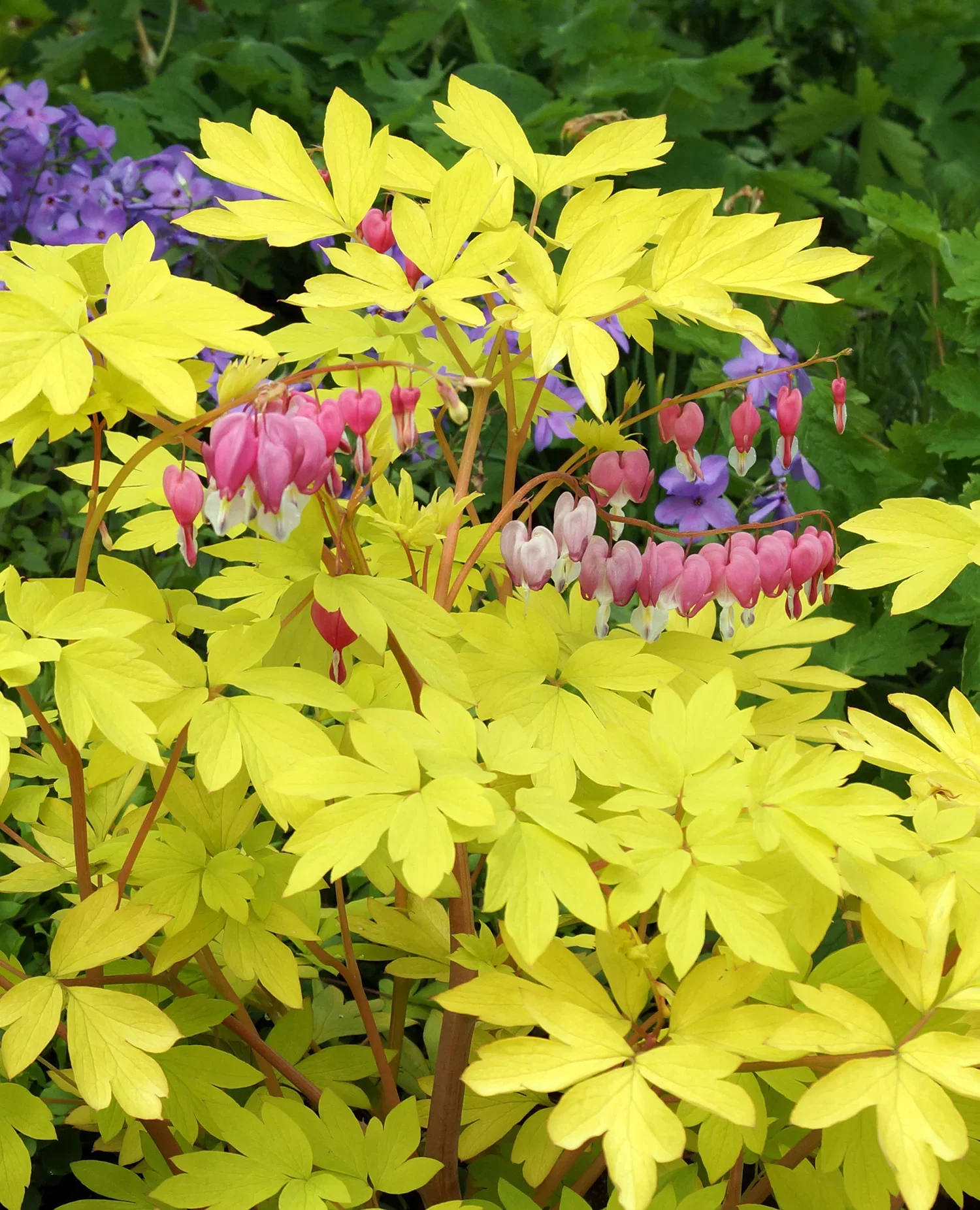 Image of Dicentra Spectabilis - Yellow Leaf - 3 root divisions