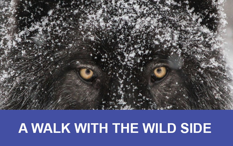 Wildlife Experiences with Breakaway Experiences