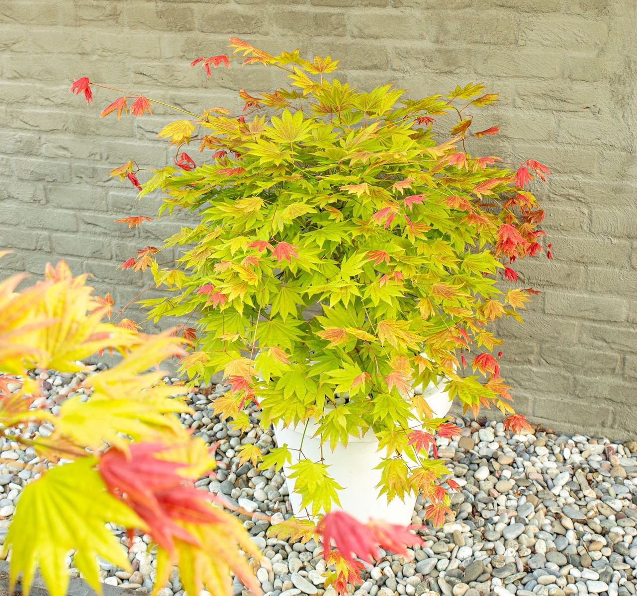 Acer shirasawanum 'Moonrise' - Circa 60cm tall