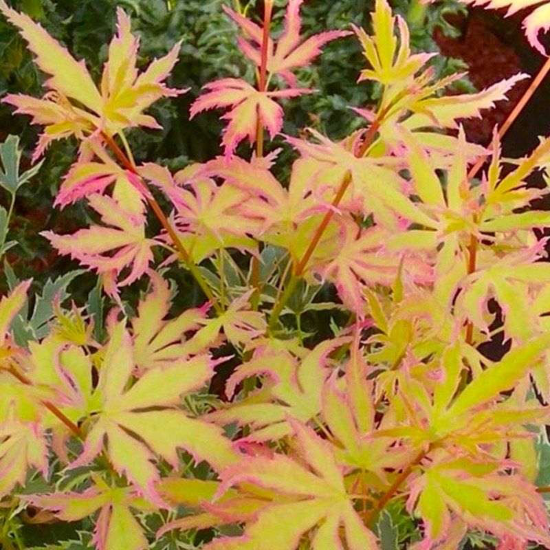 Acer palmatum ‘Metamorphosa’