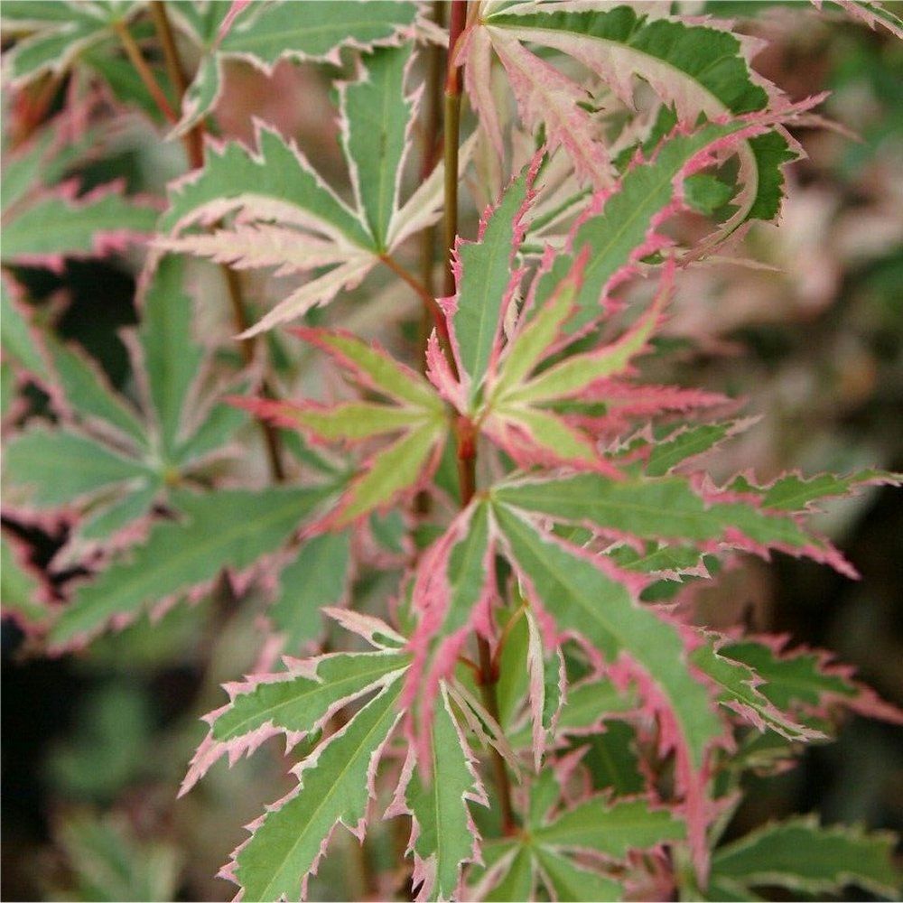 Acer palmatum ‘Butterfly’