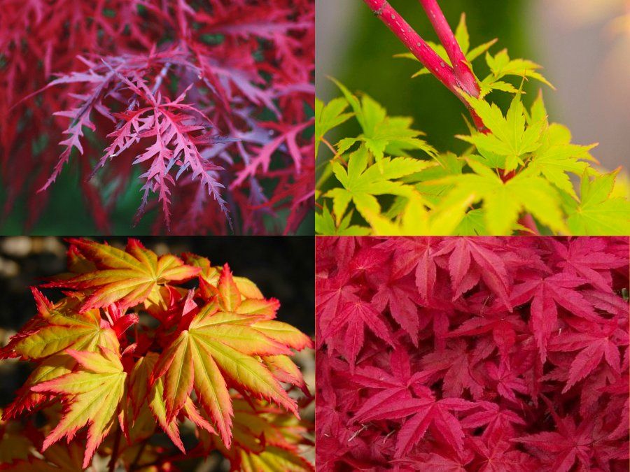 Japanese Maple Collection - Pack of 4 Acers