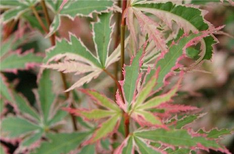 How to care for Acers / Japanese Maple