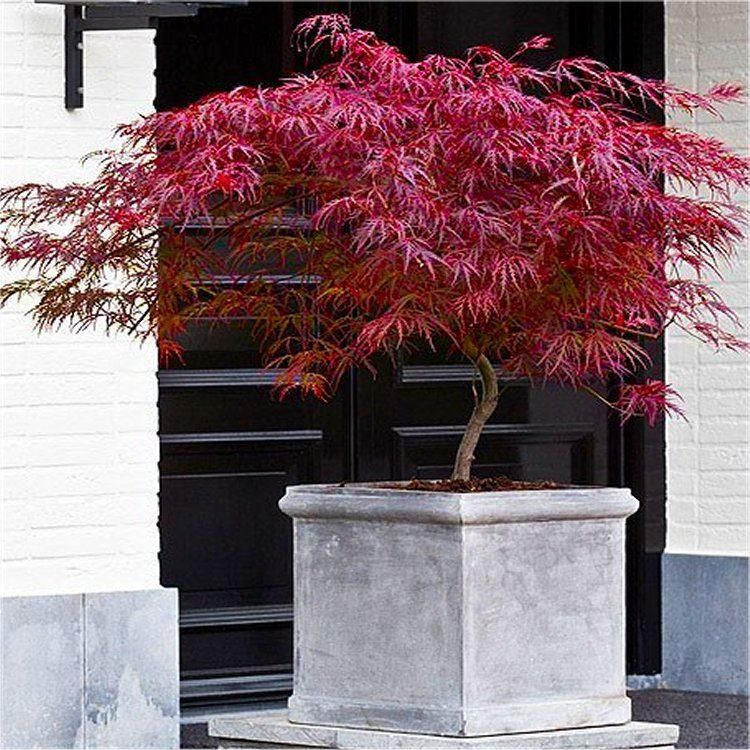 Acer palmatum ‘Firecracker’ - Circa 75-100cm