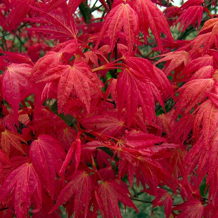Acer palmatum ‘Beni Maiko’
