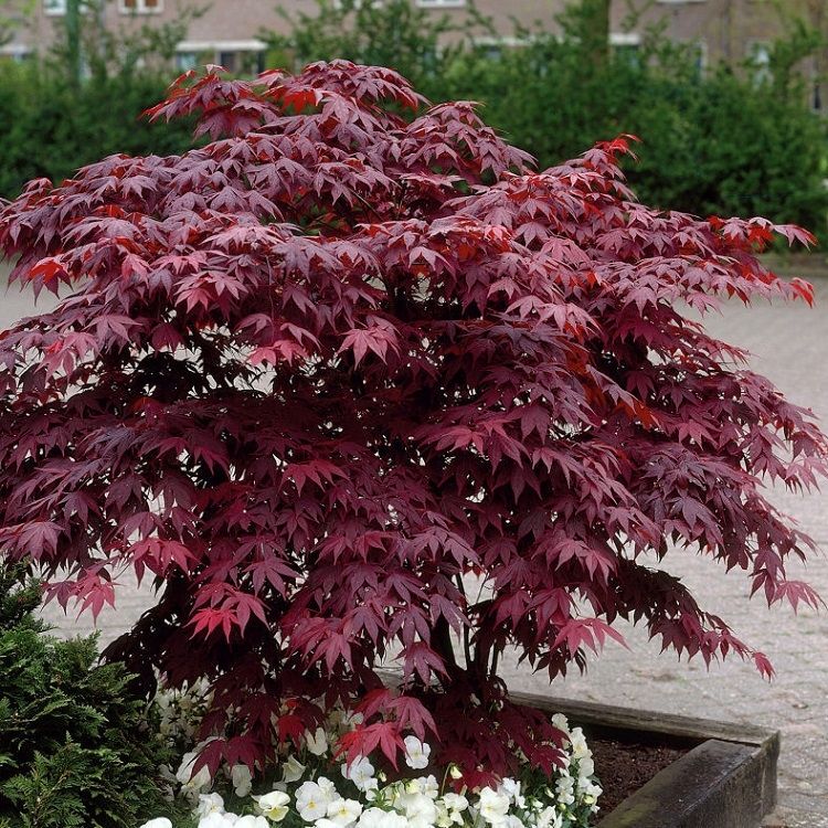 Acer palmatum ‘Atropurpureum’