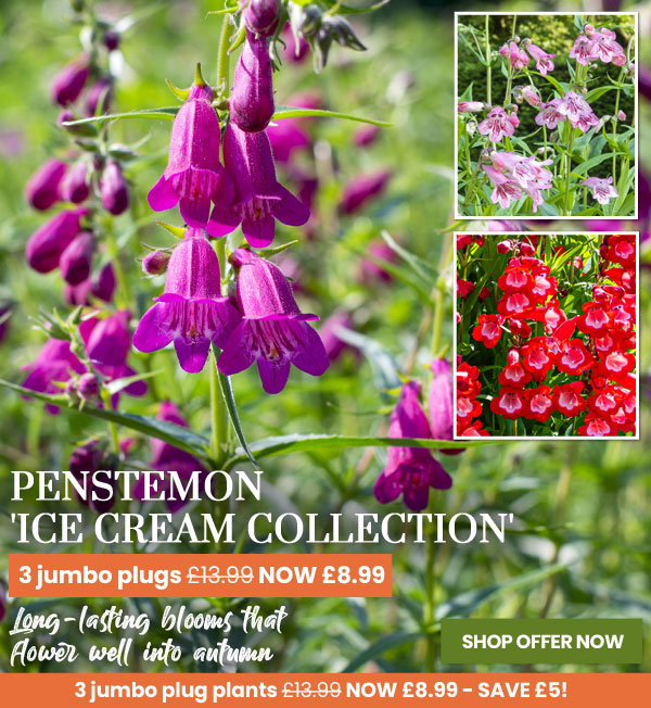 Penstemon 'Ice Cream Collection'