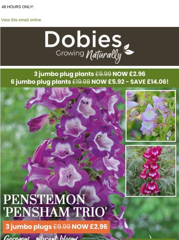 3 Drought Tolerant Hardy Penstemons NOW £2.96!