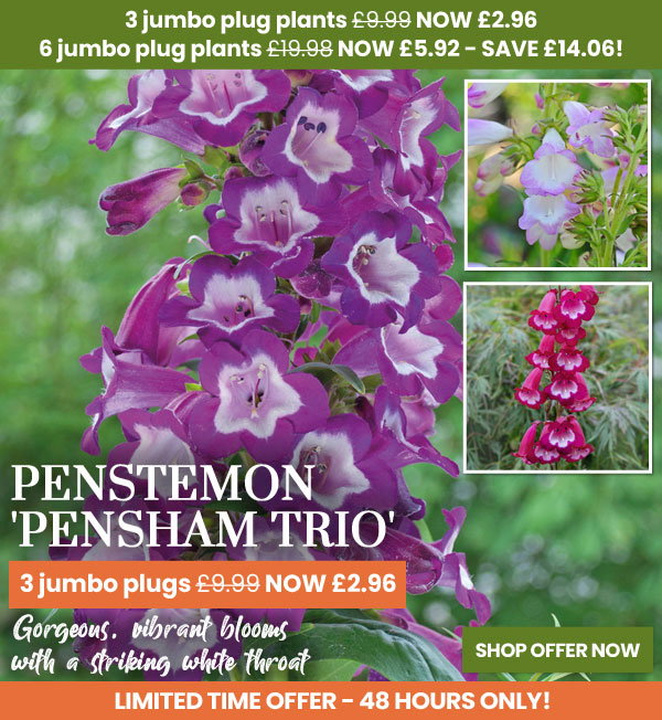 Penstemon 'Pensham Trio'