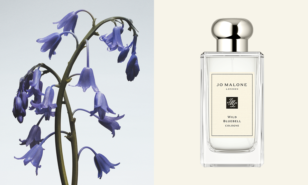 Wild Bluebell