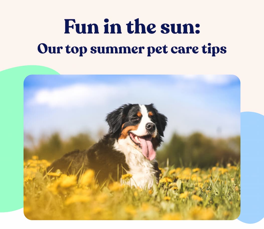 Fun in the sun: Our top summer pet care tips