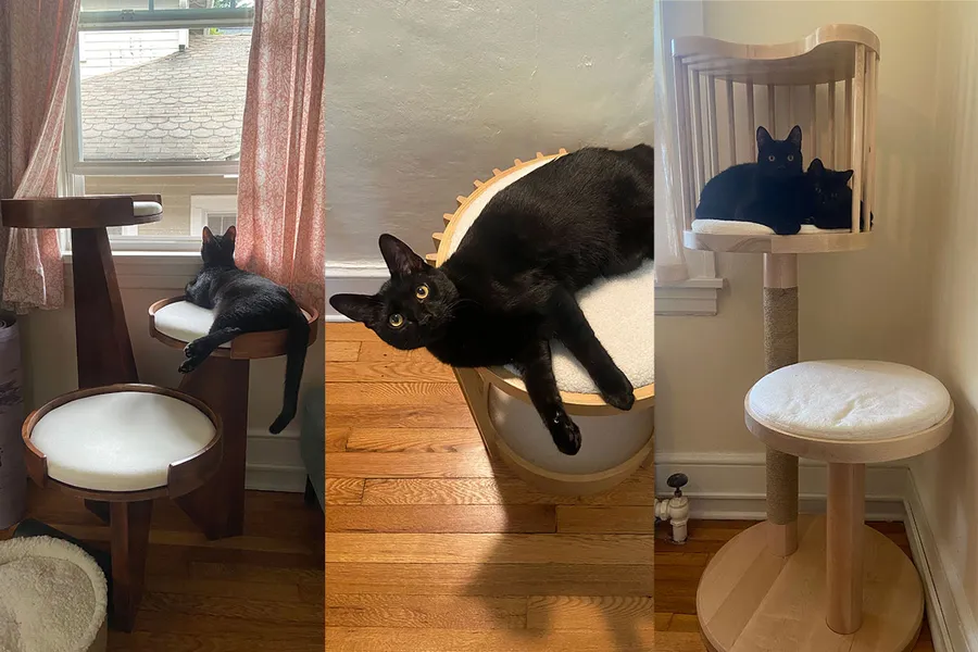 The Very Best Cat Trees, According to Cat People