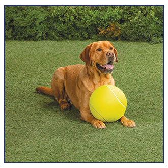 Giant Dog Tennis Ball