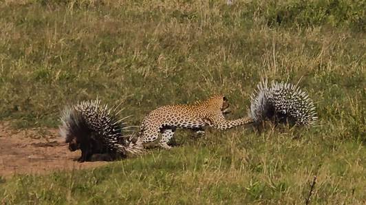 Safarigangers filmen hoe luipaard met stekelvarkens probeert te vechten