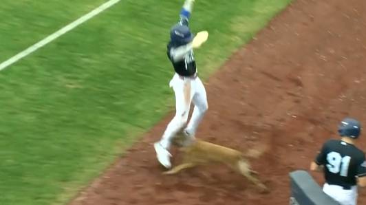 Amerikaanse baseballer loopt blessure op tijdens wedstrijd door hond