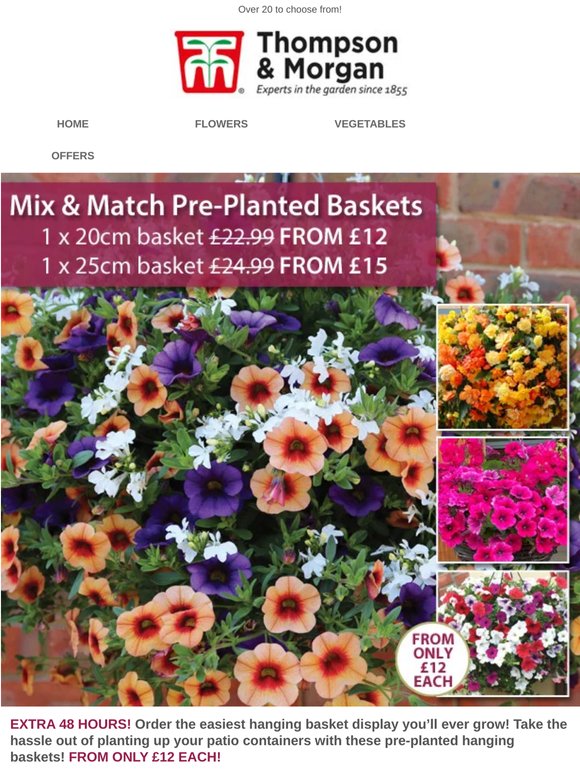 Pre-Planted Hanging Baskets ONLY £12 EACH! EXTRA 48 HOURS ONLY!