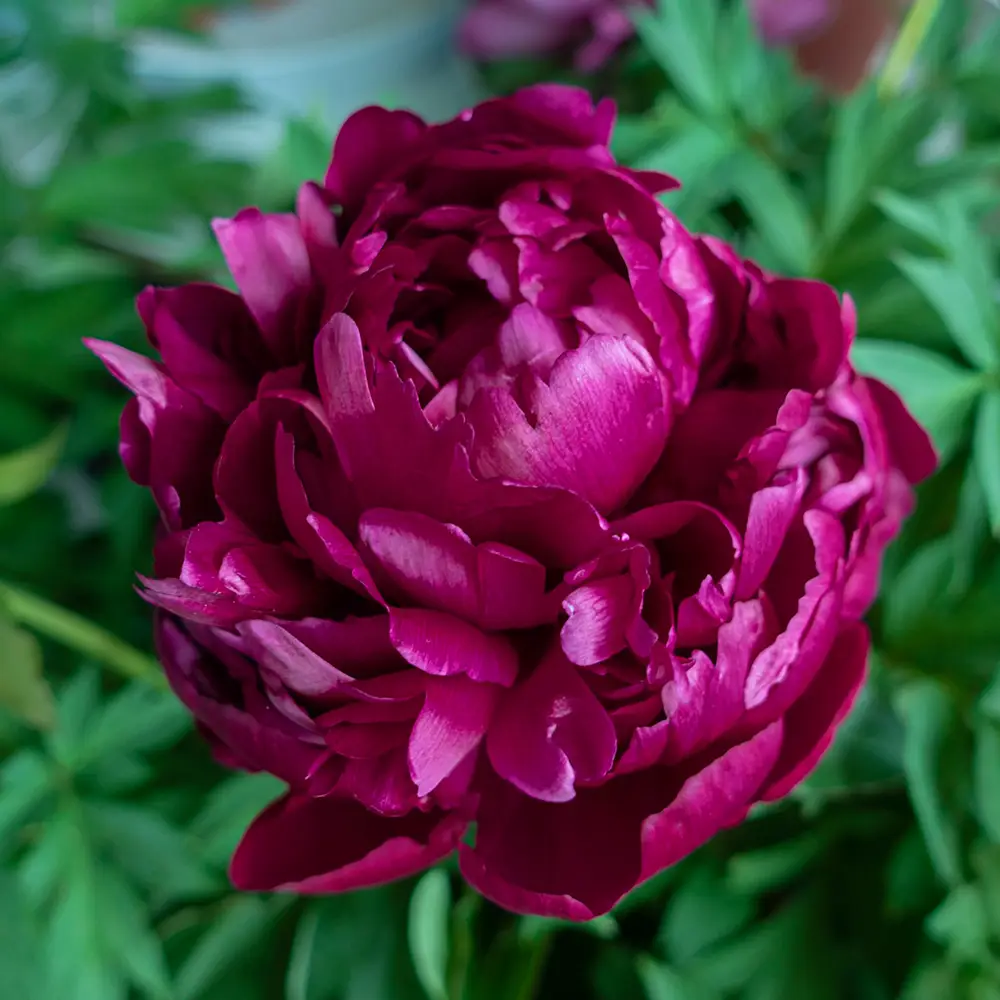 Peony Peter Brand
