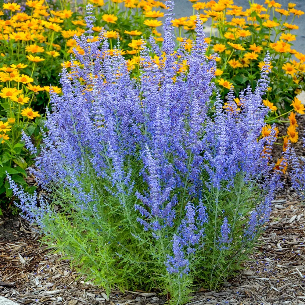 Russian Sage Denim 'n Lace