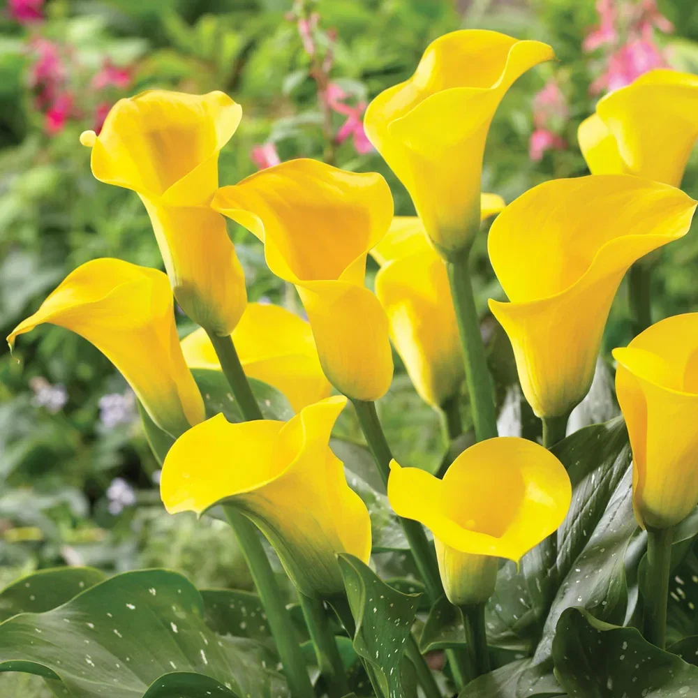 Hybrid Calla Lilies Millennium Gold