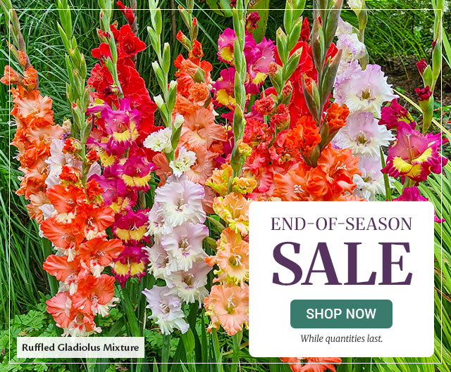 End of season sale