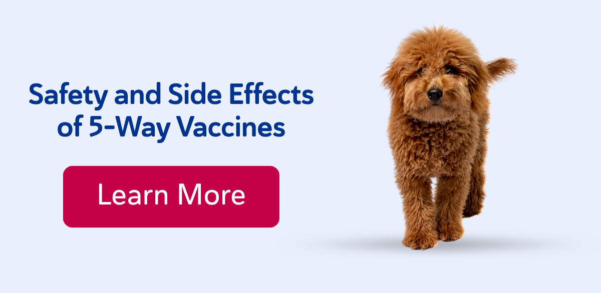 Safety and Side Effects of 5-Way Vaccines