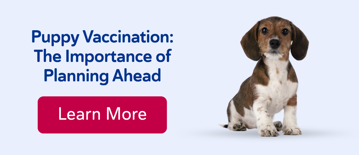 Puppy Vaccination: The Importance of Planning Ahead