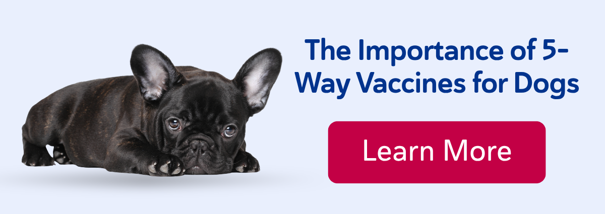 The Importance of 5-Way Vaccines for Dogs
