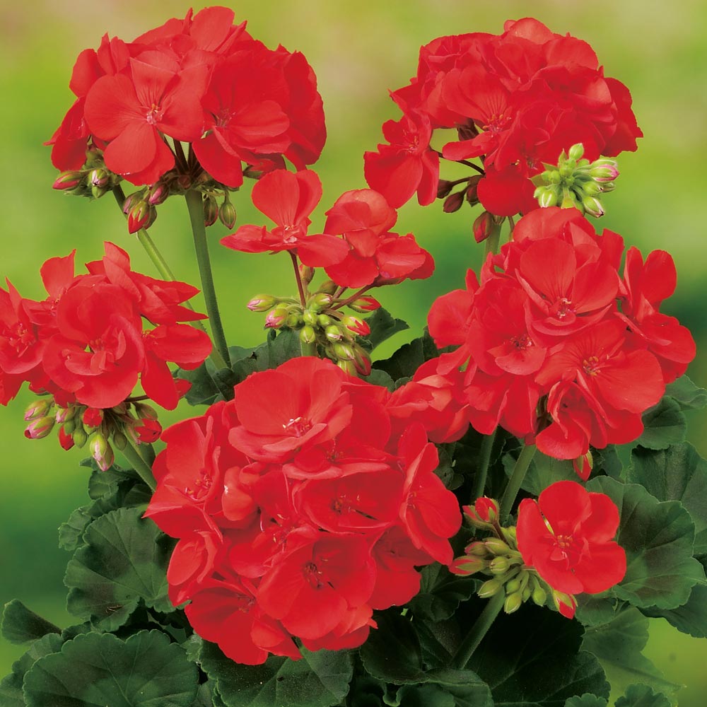 Geranium Giants Collection