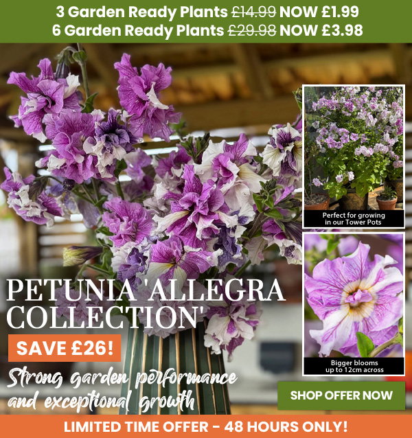 Petunia 'Allegra Collection'